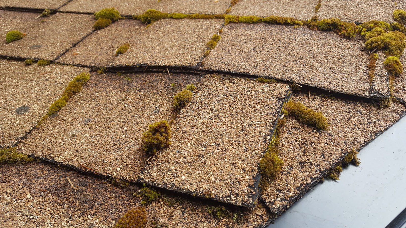 A moss-covered roof about to be cleaned.