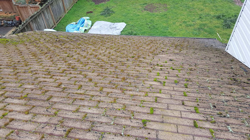 A moss-covered roof being evaluated.