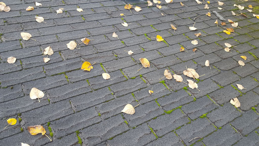 A roof with leaves and moss.