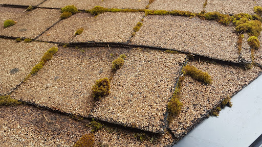 Moss growing between roof tiles.